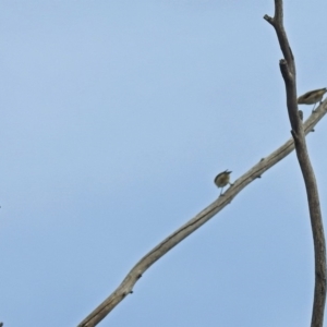 Pardalotus striatus at Fyshwick, ACT - 3 Jan 2019