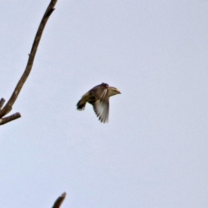 Pardalotus striatus at Fyshwick, ACT - 3 Jan 2019