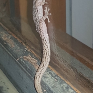 Christinus marmoratus at Macarthur, ACT - 2 Jan 2019