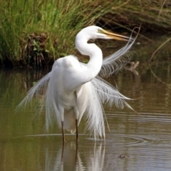 Ardea alba (Great Egret) at Fyshwick, ACT - 3 Jan 2019 by RodDeb