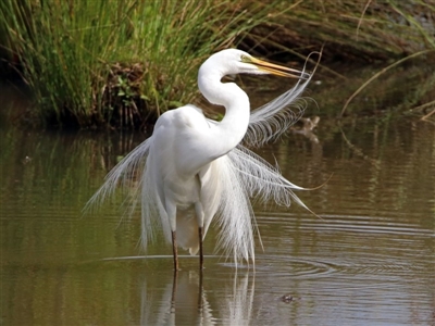 Ardea alba (Great Egret) at Fyshwick, ACT - 3 Jan 2019 by RodDeb