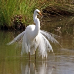 Ardea alba at Fyshwick, ACT - 3 Jan 2019 10:01 AM