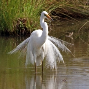 Ardea alba at Fyshwick, ACT - 3 Jan 2019