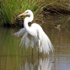 Ardea alba at Fyshwick, ACT - 3 Jan 2019 10:01 AM