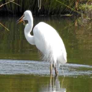 Ardea alba at Fyshwick, ACT - 3 Jan 2019