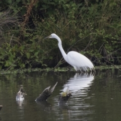 Ardea alba (Great Egret) at Fyshwick, ACT - 3 Jan 2019 by AlisonMilton