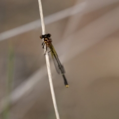 Nososticta solida (Orange Threadtail) at Fyshwick, ACT - 2 Jan 2019 by Alison Milton