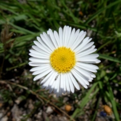 Brachyscome spathulata (Coarse Daisy, Spoon-leaved Daisy) at Wandiyali-Environa Conservation Area - 28 Dec 2018 by Wandiyali