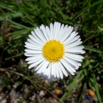 Brachyscome spathulata (Coarse Daisy, Spoon-leaved Daisy) at Googong, NSW - 28 Dec 2018 by Wandiyali