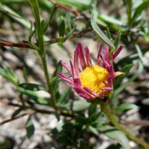 Brachyscome spathulata at Googong, NSW - 28 Dec 2018