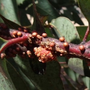 Mataeomera (genus) at Molonglo Valley, ACT - 20 Dec 2018