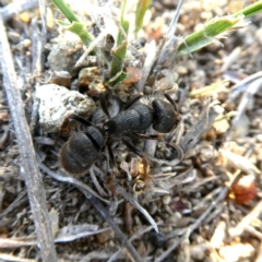 Pseudoneoponera sp. (genus) (Foaming ants) at Googong, NSW - 4 Jan 2019 by Wandiyali