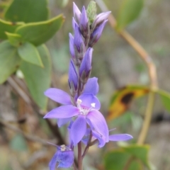 Veronica perfoliata (Digger's Speedwell) at Tuggeranong DC, ACT - 1 Nov 2018 by michaelb