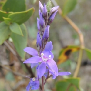 Veronica perfoliata at Tuggeranong DC, ACT - 1 Nov 2018