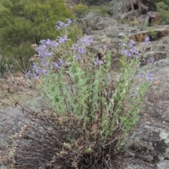 Veronica perfoliata at Tuggeranong DC, ACT - 1 Nov 2018