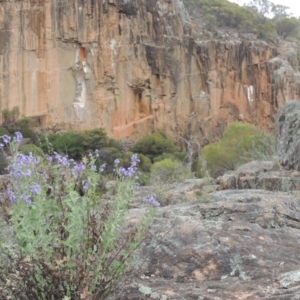 Veronica perfoliata at Tuggeranong DC, ACT - 1 Nov 2018