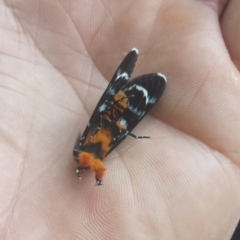 Phalaenoides glycinae at Kambah, ACT - 4 Jan 2019 07:16 AM