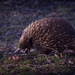 Tachyglossus aculeatus (Short-beaked Echidna) at Forde, ACT - 3 Jan 2019 by GlennMcMellon