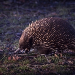 Tachyglossus aculeatus at Forde, ACT - 4 Jan 2019