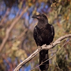 Corvus coronoides (Australian Raven) at Amaroo, ACT - 4 Jan 2019 by GlennMcMellon