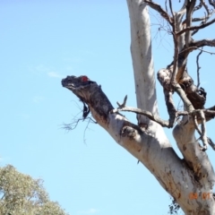 Callocephalon fimbriatum at Deakin, ACT - suppressed