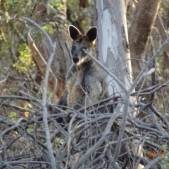 Wallabia bicolor (Swamp Wallaby) at Red Hill Nature Reserve - 3 Jan 2019 by TomT