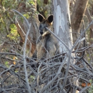 Wallabia bicolor at Hughes, ACT - 3 Jan 2019 07:55 PM