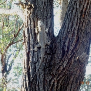 Pogona barbata at Hughes, ACT - 19 Dec 2018