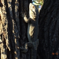 Pogona barbata at Hughes, ACT - 19 Dec 2018