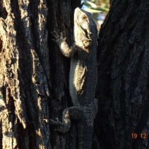 Pogona barbata at Hughes, ACT - 19 Dec 2018