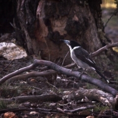 Cracticus torquatus (Grey Butcherbird) at Forde, ACT - 4 Jan 2019 by GlennMcMellon