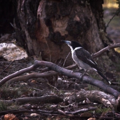 Cracticus torquatus (Grey Butcherbird) at Forde, ACT - 3 Jan 2019 by GlennMcMellon