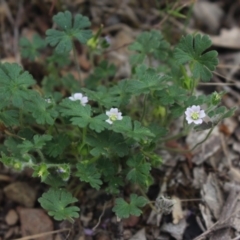 Geranium solanderi var. solanderi (Native Geranium) at Gundaroo, NSW - 29 Dec 2018 by MaartjeSevenster