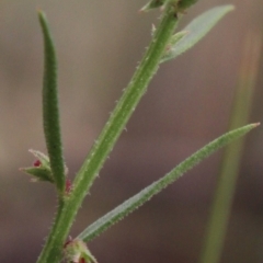 Haloragis heterophylla (Variable Raspwort) at MTR591 at Gundaroo - 31 Dec 2018 by MaartjeSevenster