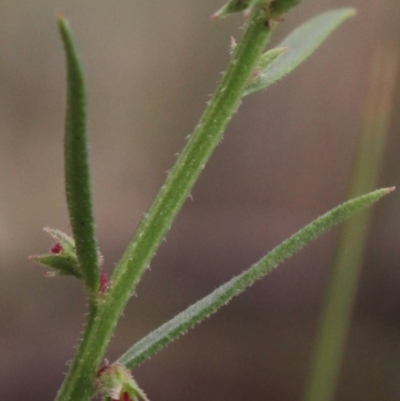 Haloragis heterophylla (Variable Raspwort) at MTR591 at Gundaroo - 31 Dec 2018 by MaartjeSevenster