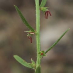 Haloragis heterophylla at Gundaroo, NSW - 31 Dec 2018 03:37 PM