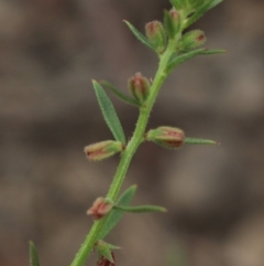 Haloragis heterophylla at Gundaroo, NSW - 31 Dec 2018