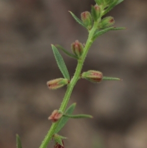 Haloragis heterophylla at Gundaroo, NSW - 31 Dec 2018 03:37 PM