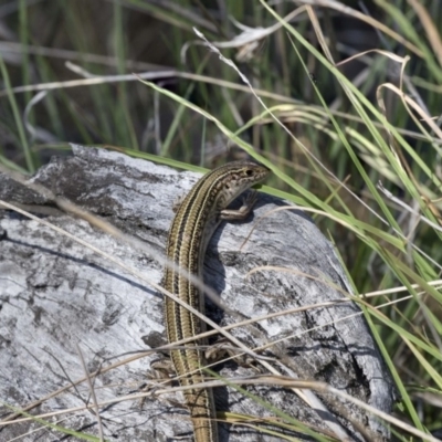 Ctenotus robustus (Robust Striped-skink) at The Pinnacle - 3 Jan 2019 by AlisonMilton