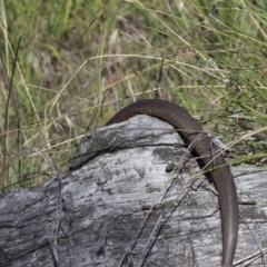 Pseudonaja textilis (Eastern Brown Snake) at Dunlop, ACT - 3 Jan 2019 by AlisonMilton