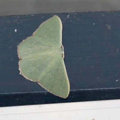 Prasinocyma semicrocea (Common Gum Emerald moth) at Higgins, ACT - 3 Jan 2019 by Alison Milton