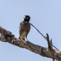 Acridotheres tristis (Common Myna) at The Pinnacle - 4 Jan 2019 by AlisonMilton