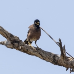 Acridotheres tristis at Weetangera, ACT - 4 Jan 2019 10:33 AM