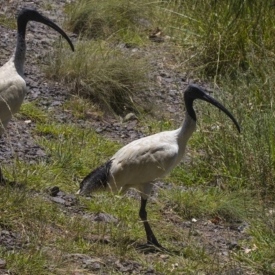 Threskiornis molucca (Australian White Ibis) at Belconnen, ACT - 4 Jan 2019 by Alison Milton