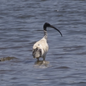 Threskiornis molucca at Belconnen, ACT - 4 Jan 2019