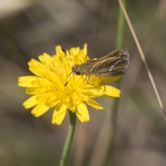 Taractrocera papyria (White-banded Grass-dart) at Dunlop, ACT - 4 Jan 2019 by AlisonMilton