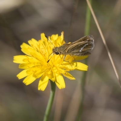 Taractrocera papyria (White-banded Grass-dart) at Dunlop, ACT - 3 Jan 2019 by Alison Milton