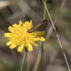 Taractrocera papyria at Dunlop, ACT - 4 Jan 2019