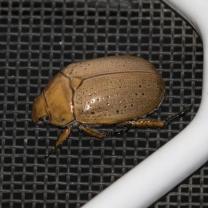 Anoplognathus pallidicollis at Higgins, ACT - 4 Jan 2019 04:40 AM