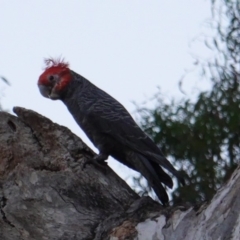 Callocephalon fimbriatum (Gang-gang Cockatoo) at Federal Golf Course - 4 Jan 2019 by JackyF